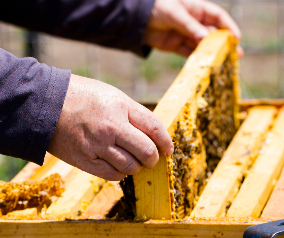 Beekeeping mentorships