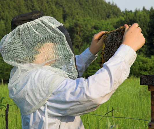10 questions to consider before starting beekeeping