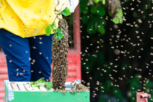 The Dance of Nature: Navigating Beehive Swarming