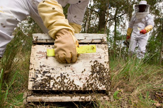 Exploring Beekeeping Clubs: Is Joining Right for You?