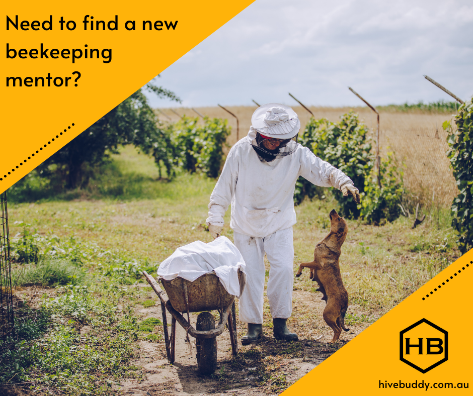 Finding a beekeeping mentor can be difficult